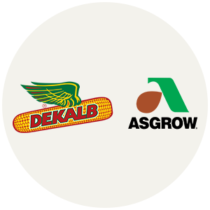 Bayer